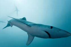 LOL赛事-欧冠决赛之夜，贝林厄姆状态火热，炽热灵魂点燃绿茵传奇