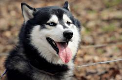 英雄联盟总决赛赛程-从塞维利亚夜火到伊斯坦布尔星光，楚阿梅尼的爆发与土耳其决胜时刻