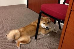 英雄联盟总决赛2025-当老鹰在山西坠落，三球在巴林起飞