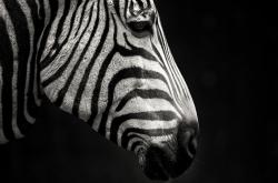 -双城记，波特兰的冰封火焰与跨越欧陆的决胜权杖