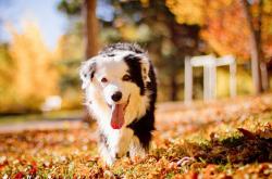 英雄联盟总决赛时间-跨越太平洋的冠军对话，塔图姆47分破巨人杀手神话