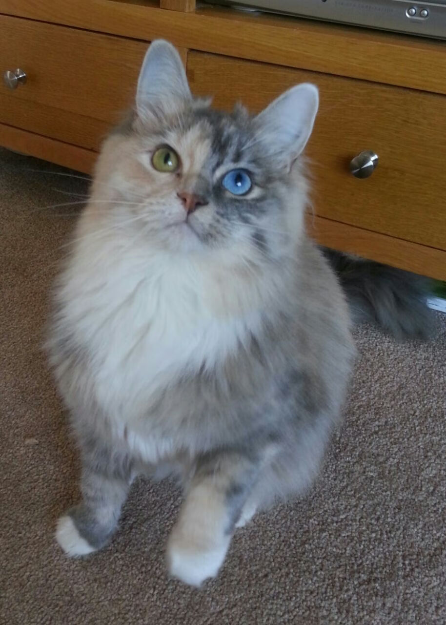 平凡圣殿，当草根里昂踏入土耳其的魔幻主场，欧冠真正的灵魂正在苏醒