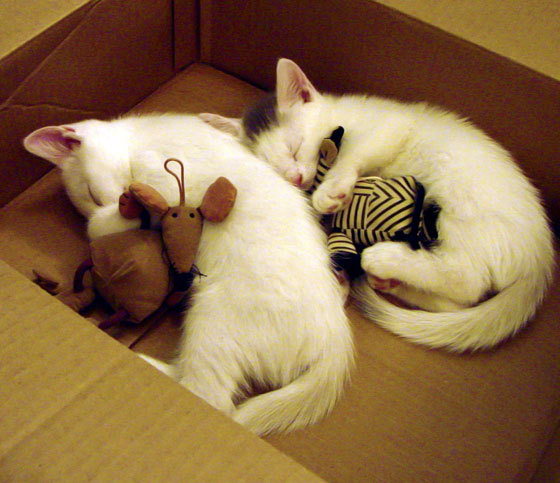 智利元素闪耀斯坦福桥?不,莫德里奇才是切尔西之殇