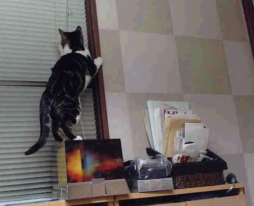 当足球灵魂闯入篮球绝境，若日尼奥的跨界定格之夜