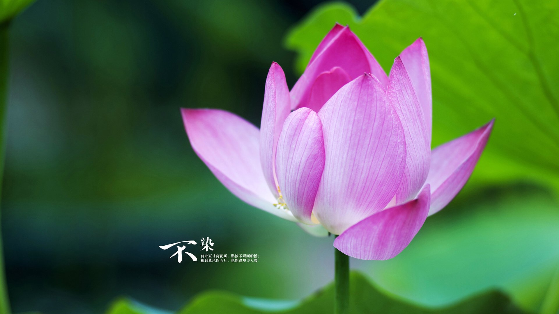 丛林法则，灰熊的集体绞杀与杜兰特的孤峰统治