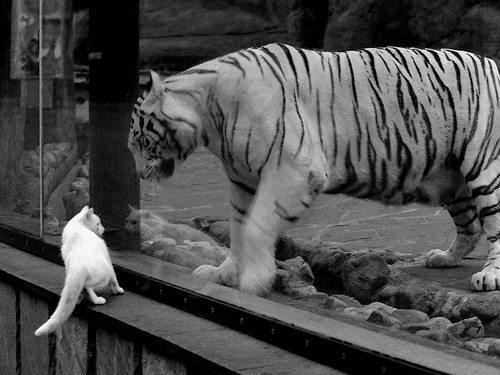 东方铁闸与加勒比海风，金玟哉的冠军基因与哥斯达黎加元素如何重塑欧洲足坛格局