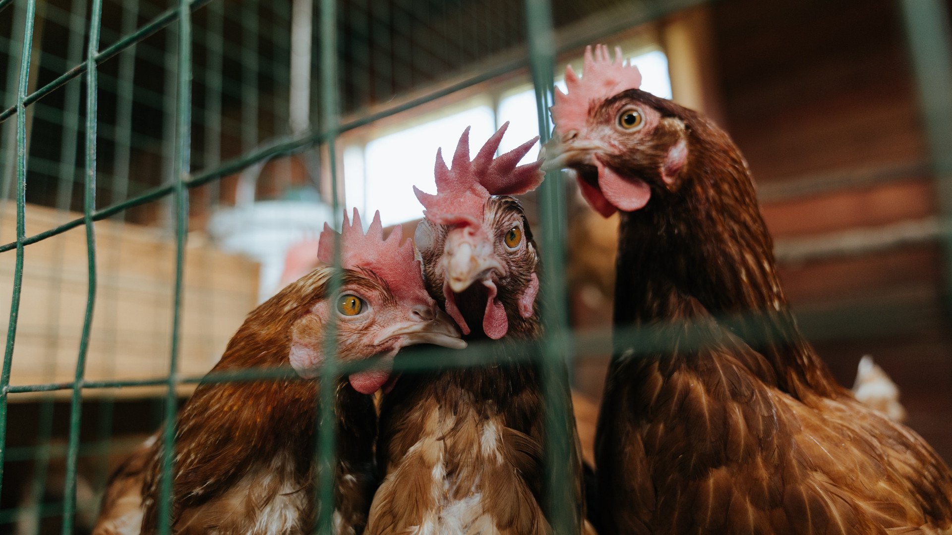意甲焦点战背后的国际波澜,新西兰淘汰冰岛的足球启示