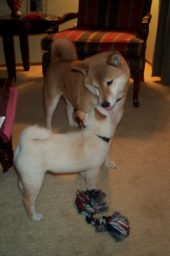 东契奇,勇士与凯尔特人的终极测金石