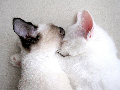 灰熊狂胜浙江队启示录，塔图姆个人能力的跨国界试炼