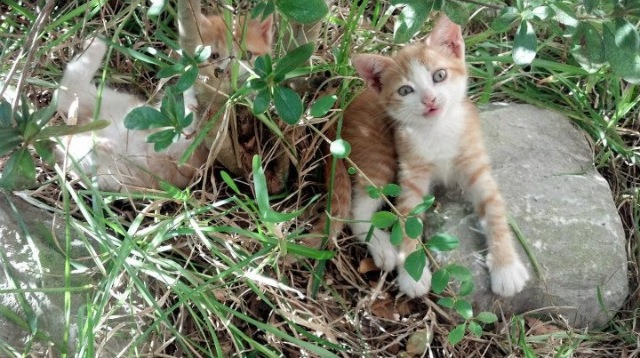 欧文与费城交响曲,当华丽独奏击碎勇士的团队协奏
