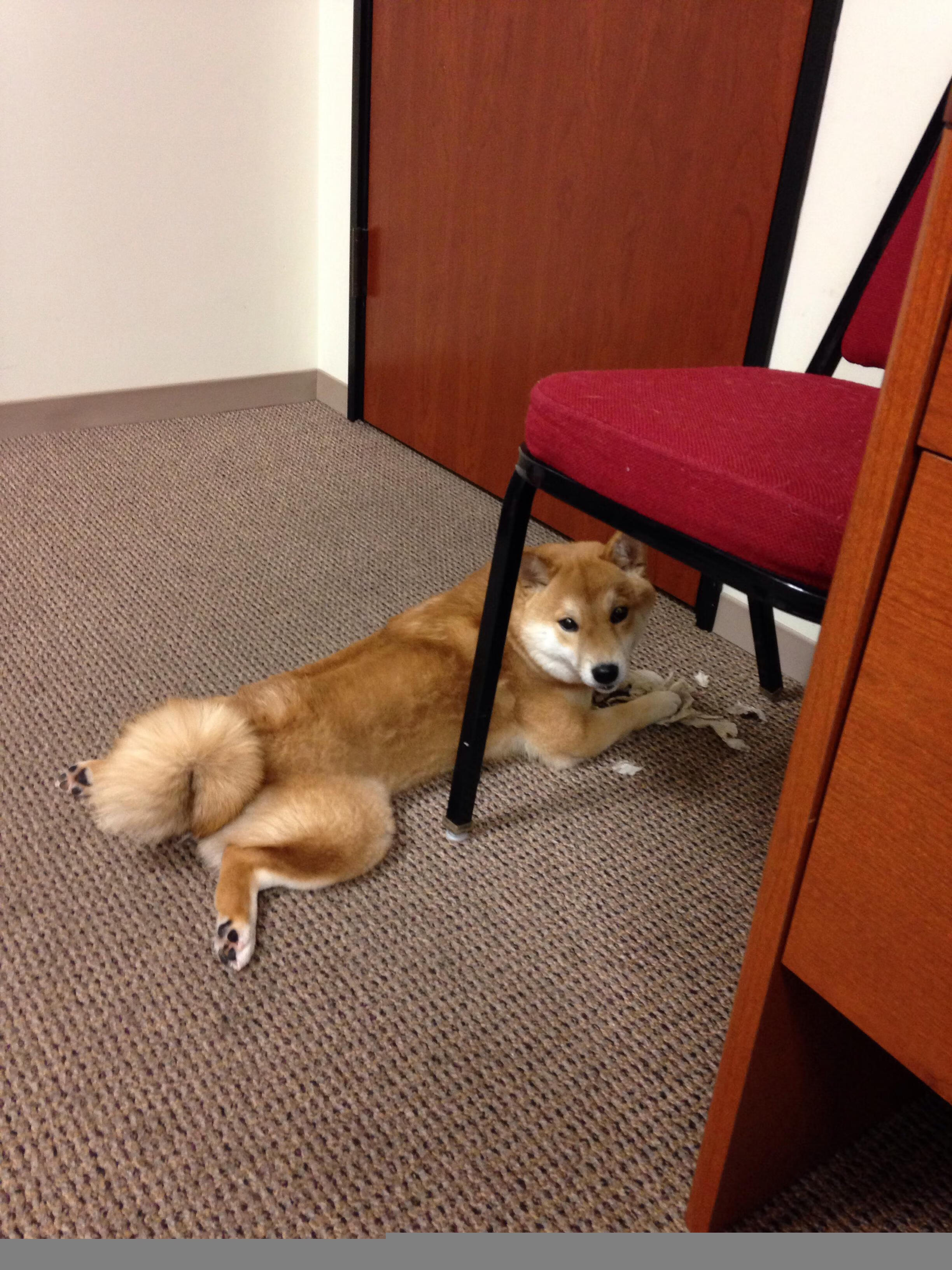 当老鹰在山西坠落,三球在巴林起飞