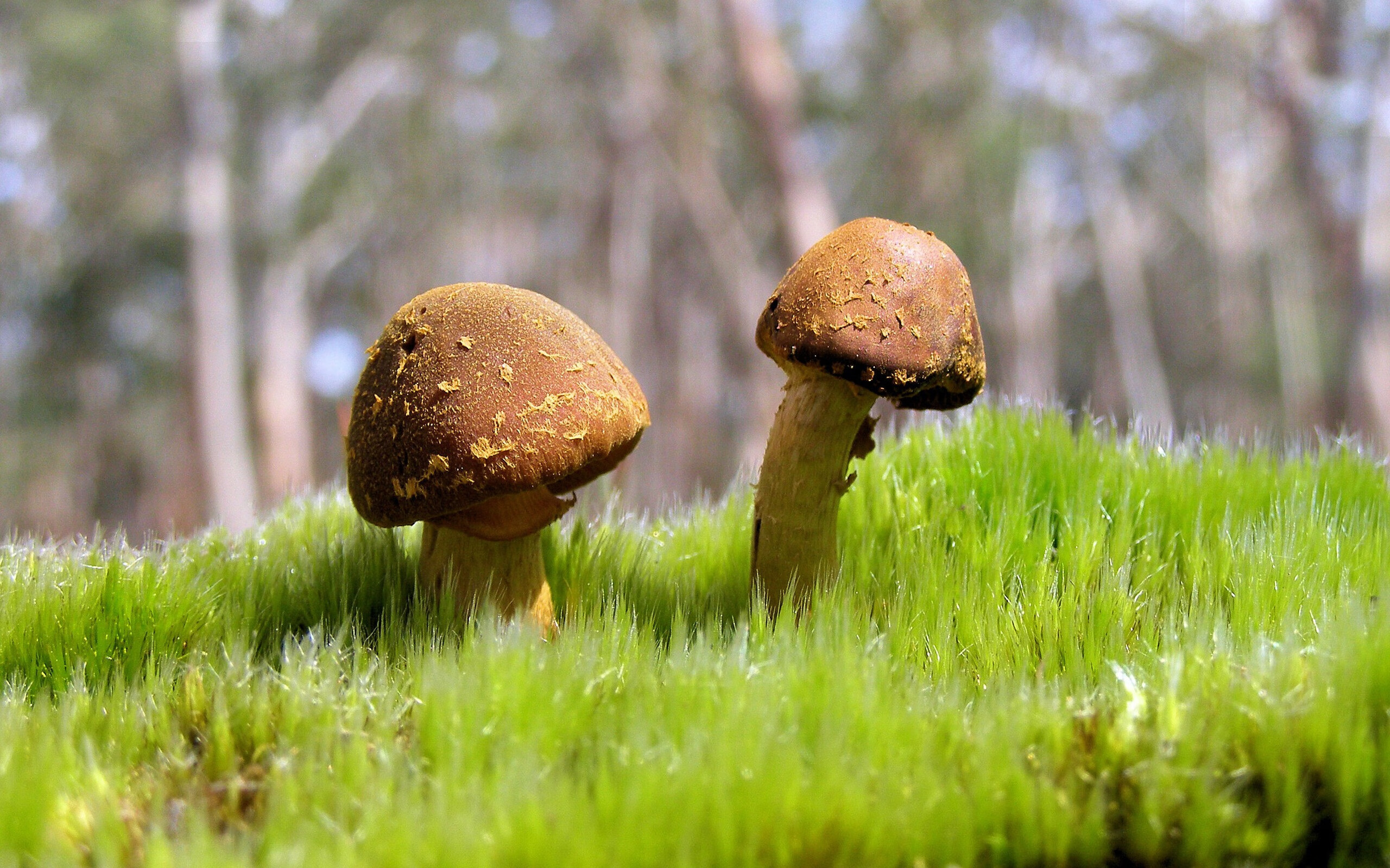 绿茵轴心，德里赫特如何在对阵爱尔兰一役中驱动拜仁节奏