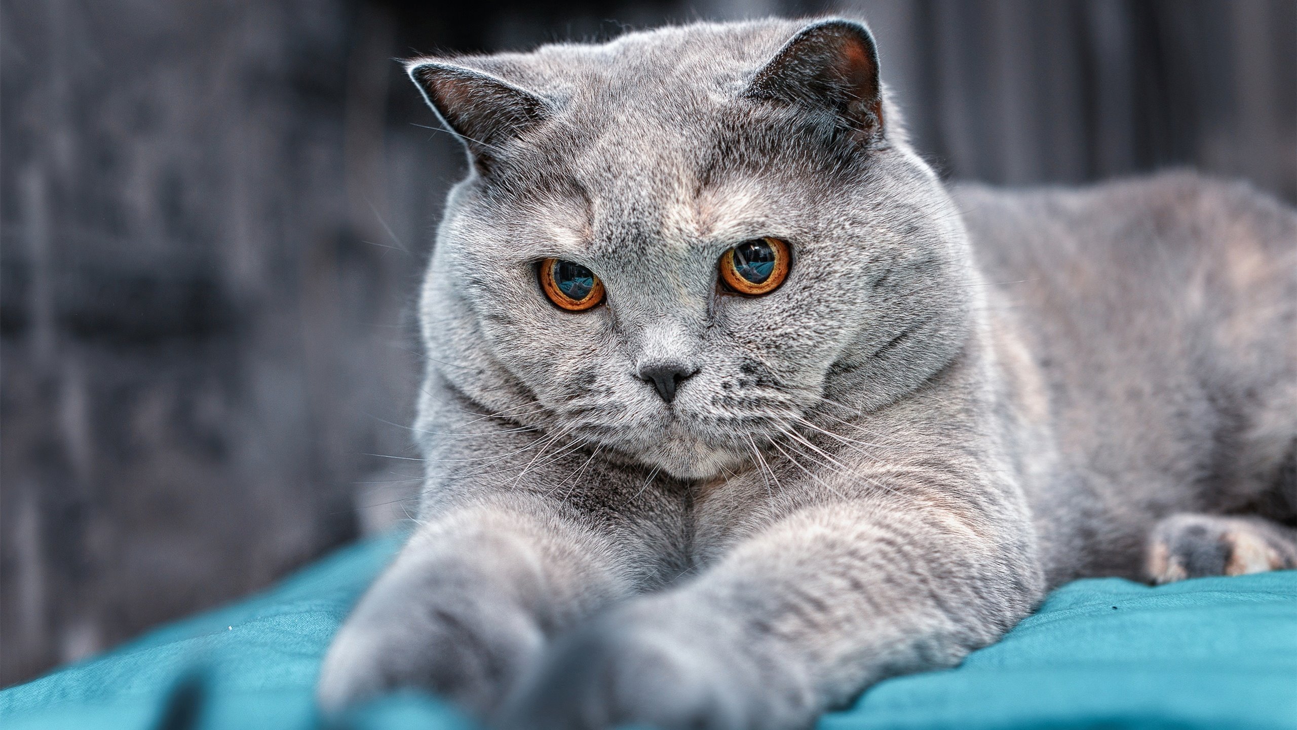 末节风暴！黄蜂一波流击沉山西，马克西全能数据引爆赛场