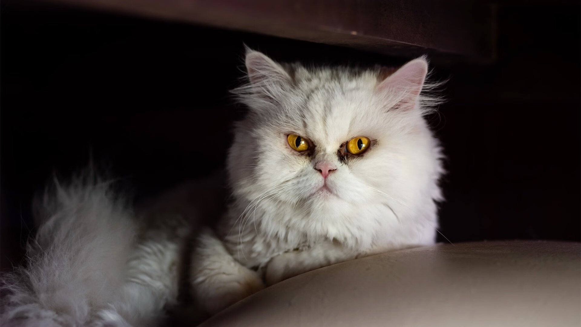 幻术与长白山的对决,班凯罗如何主宰比赛走向,带领魔术争冠战战胜吉林