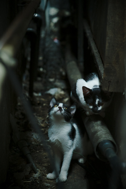 他把西决的星图，折叠进一枚秒表