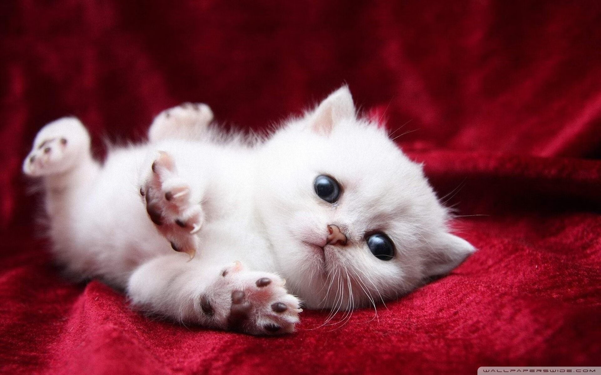 基耶萨神级演出！摩洛哥后防炼狱中，苏格兰的悲壮与救赎