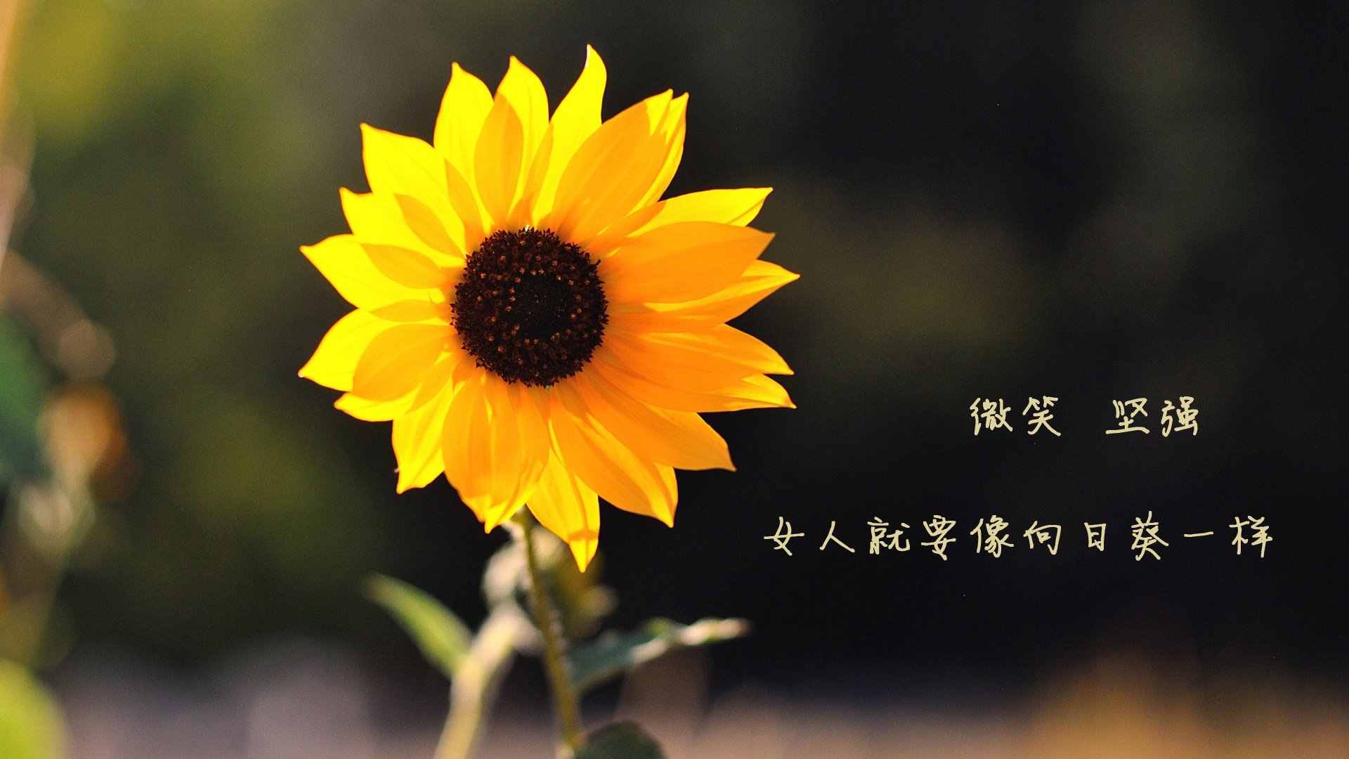 双城记，东契奇屠龙与切特封神—两个篮球宇宙的终极叙事