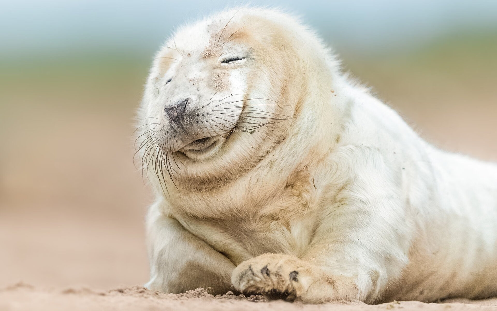 摩洛哥冰封伊斯坦布尔,萨拉赫的钢铁锁链如何绞杀土耳其进攻引擎