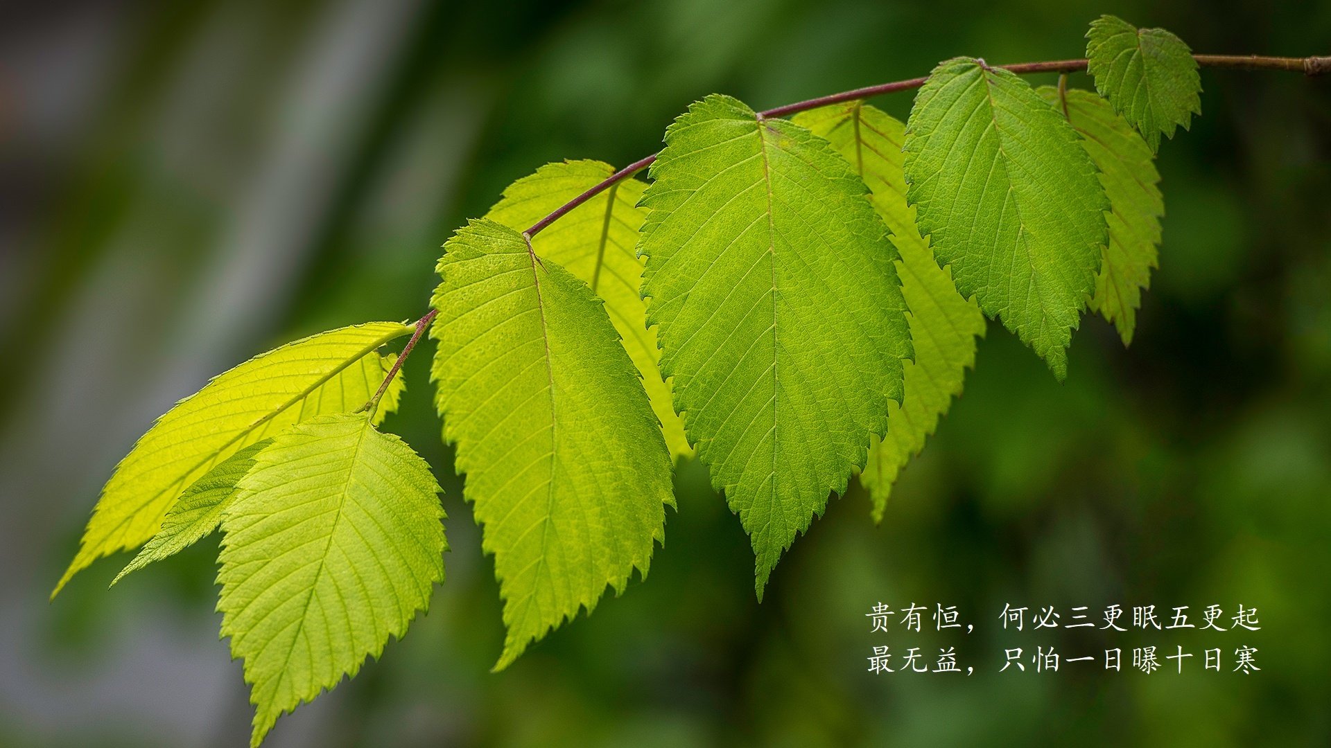 寒冰之焰，2026世界杯，加拿大如何以团队信仰击碎丹麦童话，费利克斯的闪耀之夜